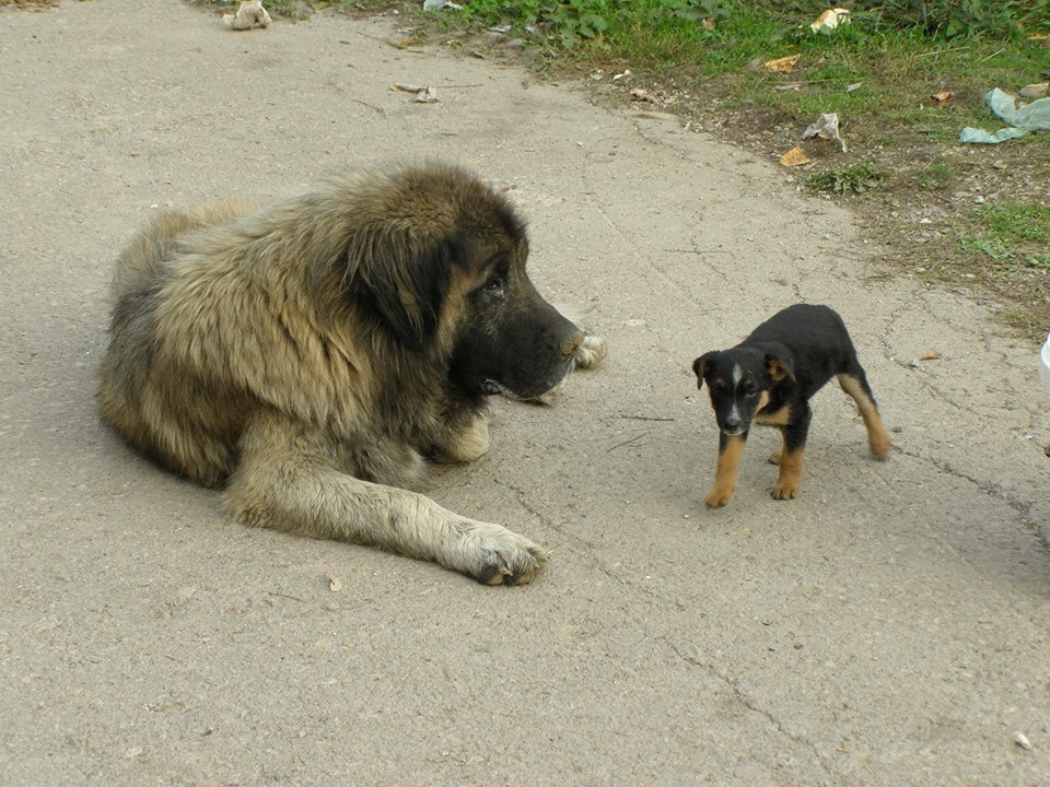 Pasji starček DIV- posvojen :)-1