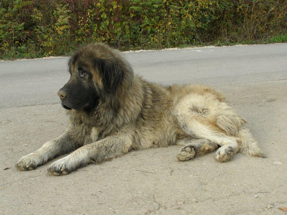 Pasji starček DIV- posvojen :)-0